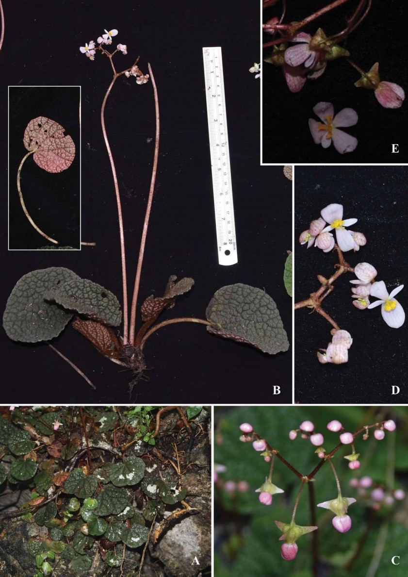 B. hinnamnoensis